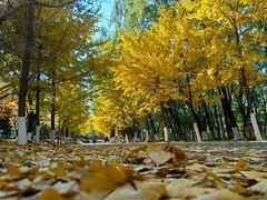 -长白岛森林公园