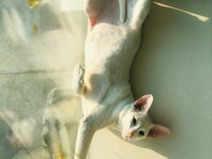 -飞行喵MR PILOT|猫舍·猫咖(静安大融城店)