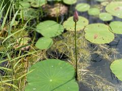 -武清南湖绿博园