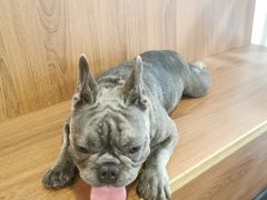 -柯斗斗主题餐厅·狗咖·围炉煮茶·茶饮(国瑞升平里店)