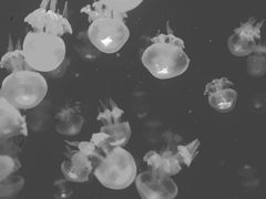 -波塞冬旅游度假区