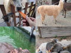 -灵玲国际马戏城