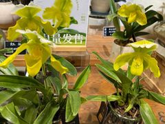 -弗劳尔花艺坊(龙涛店)