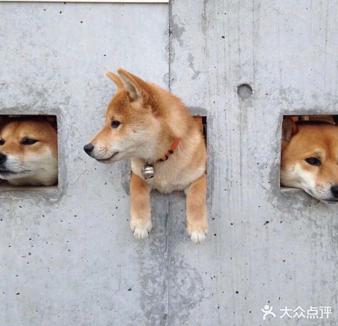 运气好的话可以一起拍到三只小柴犬一起伸出头的样子