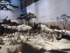 -上海自然博物馆