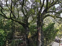 -岳麓山风景名胜区