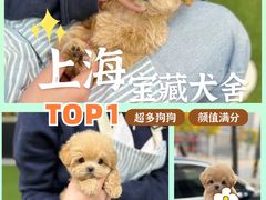 -萌宠之家·腊肠犬·马尔泰·小体犬舍