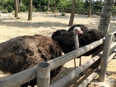 -大连森林动物园