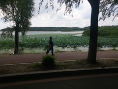 -丁香湖公园