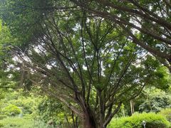 -金鸡山公园