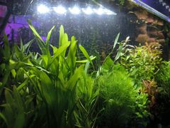 -青石桥花鸟鱼虫市场(叠翠城店)