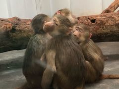 -西安秦岭野生动物园