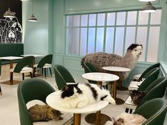 -安格丽娜·狗咖·猫咖羊驼咖(春熙路百盛商场店)