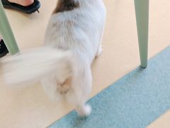 -小叮当动物医院·骨科·眼科