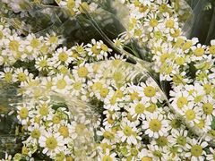 -循礼门鲜花花市(武汉循礼门店)