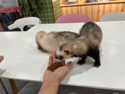 -Moni星球萌宠·小马宝莉·灵蛇·高端高阶全萌宠互动体验俱乐部(红豆国际广场店)