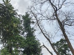 -龙坞茶村