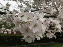 -武汉大学-樱园