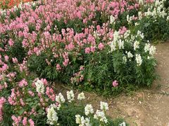 -天适樱花悠乐园