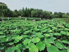 -前关湿地公园