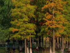 -白塘生态植物园