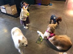 -百好乐宠物友好餐厅(朝外大街店)