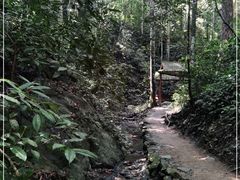 -西双版纳原始森林公园