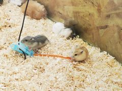 -怪兽屋·羊驼·猫咖·狗咖(俊华广场店)