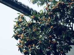 -大潮淮·淮扬菜(何园旗舰店)