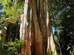 -瑞丽独树成林风景区