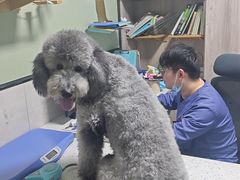 -半岛宠物医院24小时(白果林店)
