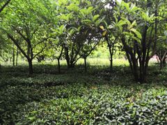 -宝岩生态观光园