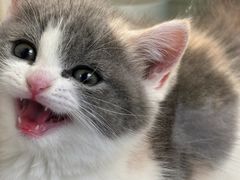 -小猫来了·猫舍(红山六九七九店)