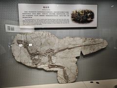 -辽宁古生物博物馆