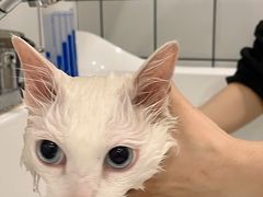 -BABIT巴比特宠物(MOMOPARK店)