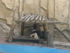 -成都动物园