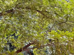 -雅鲁激流探险漂流