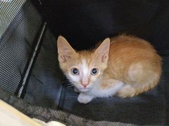 -格蕾宠物医院24H·猫科·肿瘤科·骨科中心(福州总院)