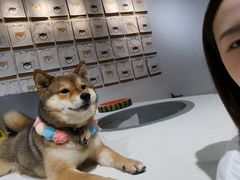 -柴务处·柴犬主题狗咖