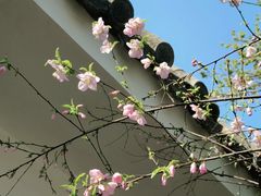 -桃花堤公园