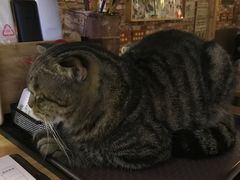 -喵园·猫主题咖啡厅·撸猫·猫咖(国贸店)