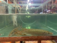 -煲来饱去冷水鱼