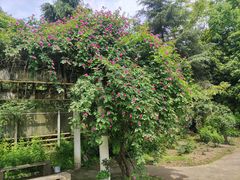 -南山植物园