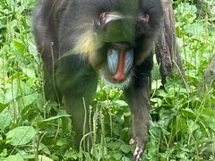 -哈尔滨北方森林动物园