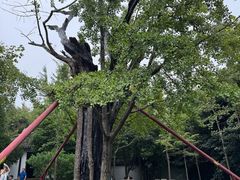 -上海佘山国家森林公园天马山园