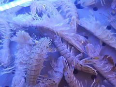-福禧荟·海鲜自助