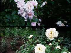 -上海共青森林公园