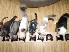 -啵啵喵·猫咖(攀华国际店)