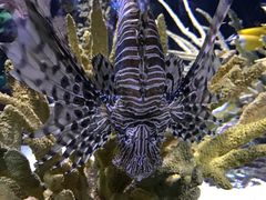 -瑞普利水族馆