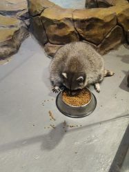 -未来动物城动物主题公园(大悦城店)